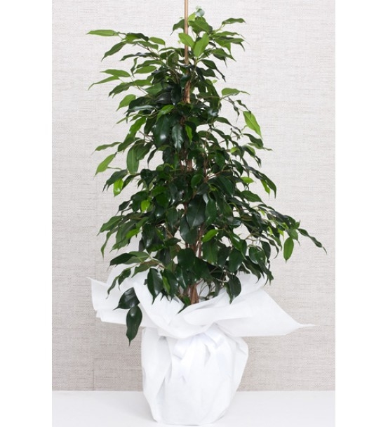 Ficus Benjamin